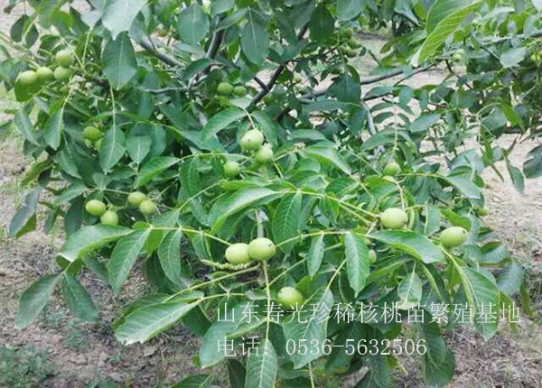 8518核桃為什么出現落花現象